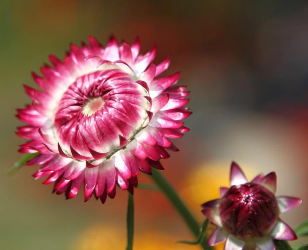 STRAW FLOWER Ingredient Spotlight Pure Heart Living